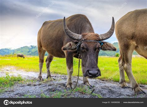 water buffalo vs carabao.